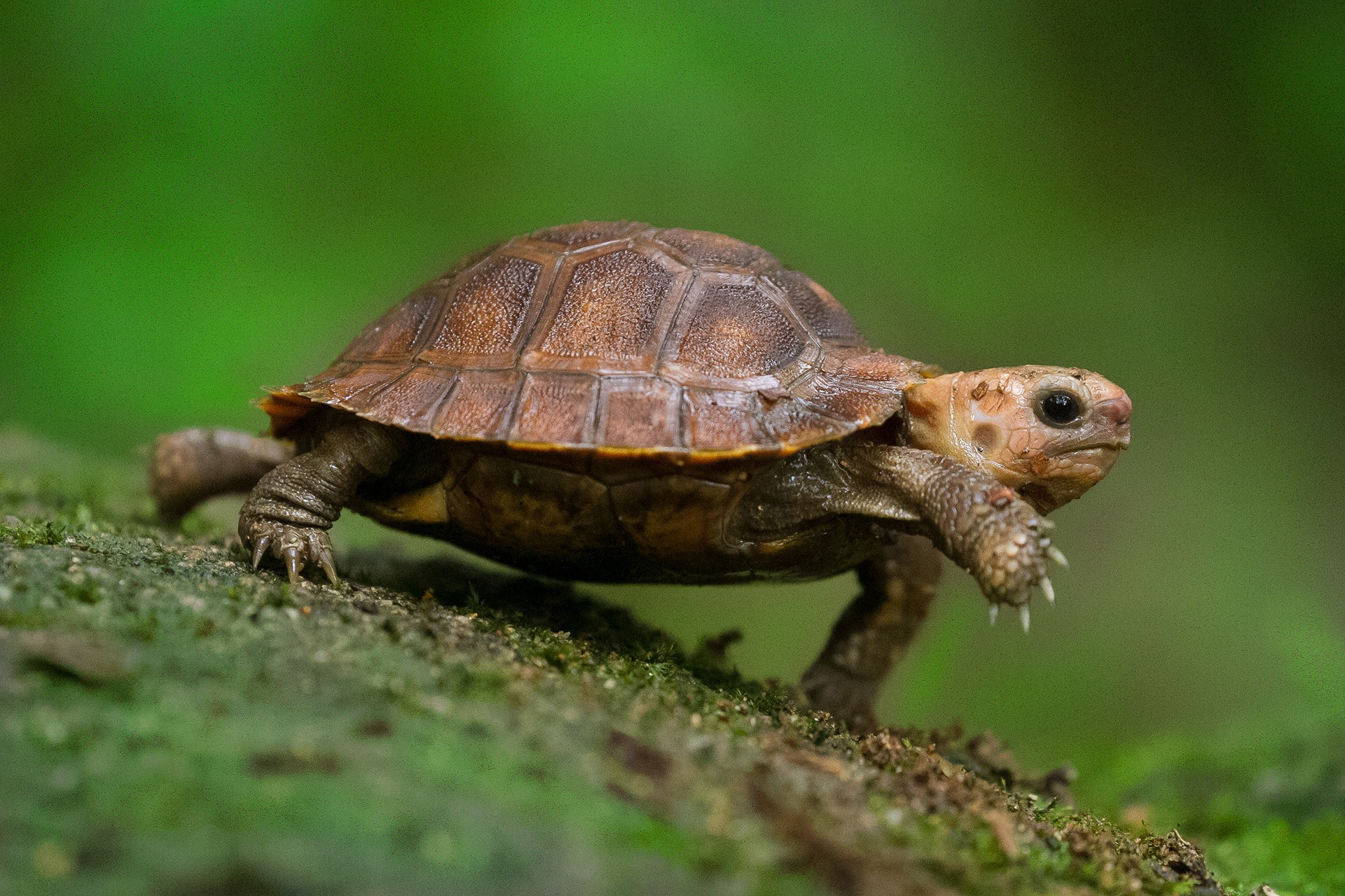 Help! I found a turtle.