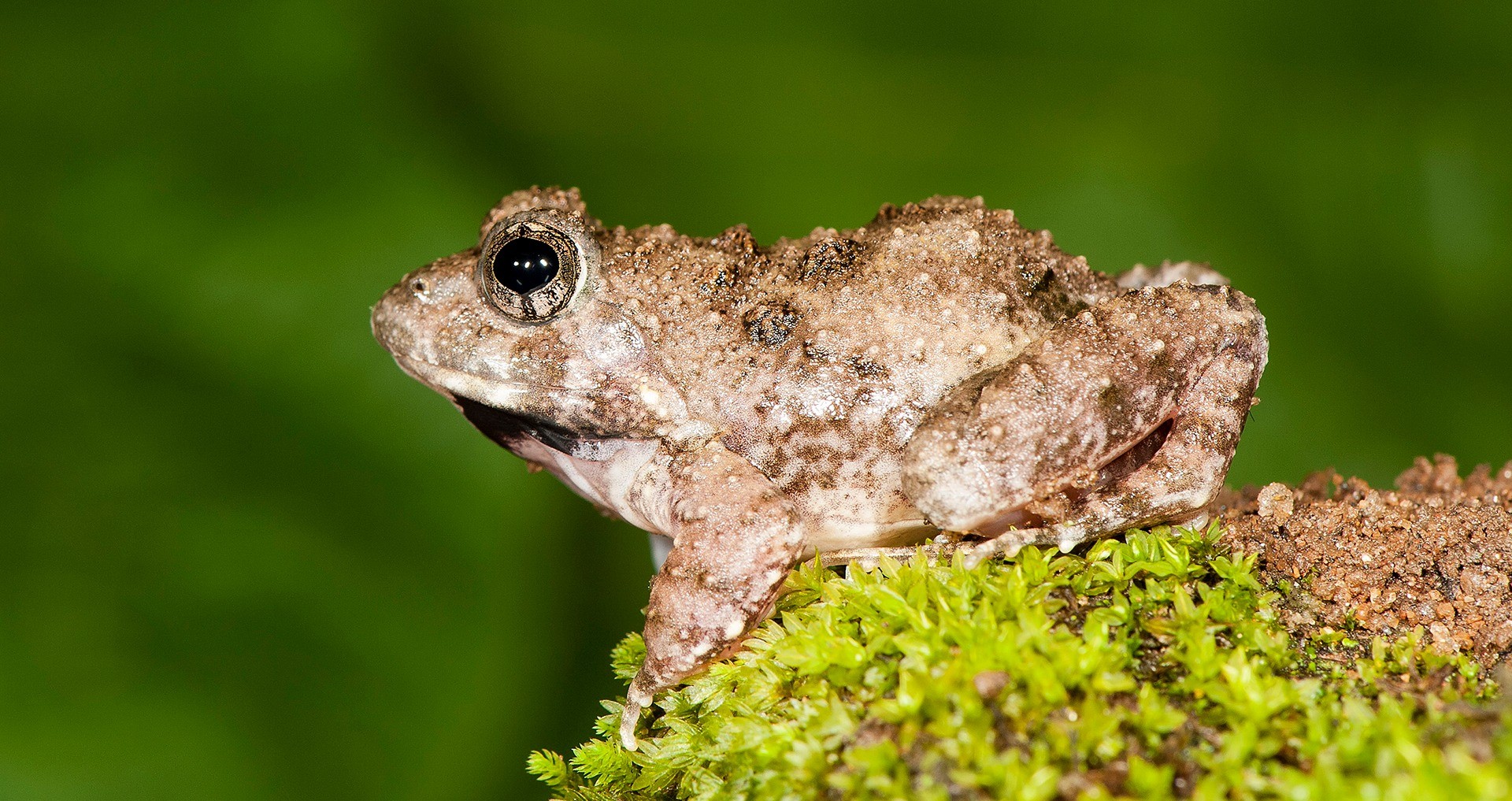 Four new frogs just discovered! Findings published today