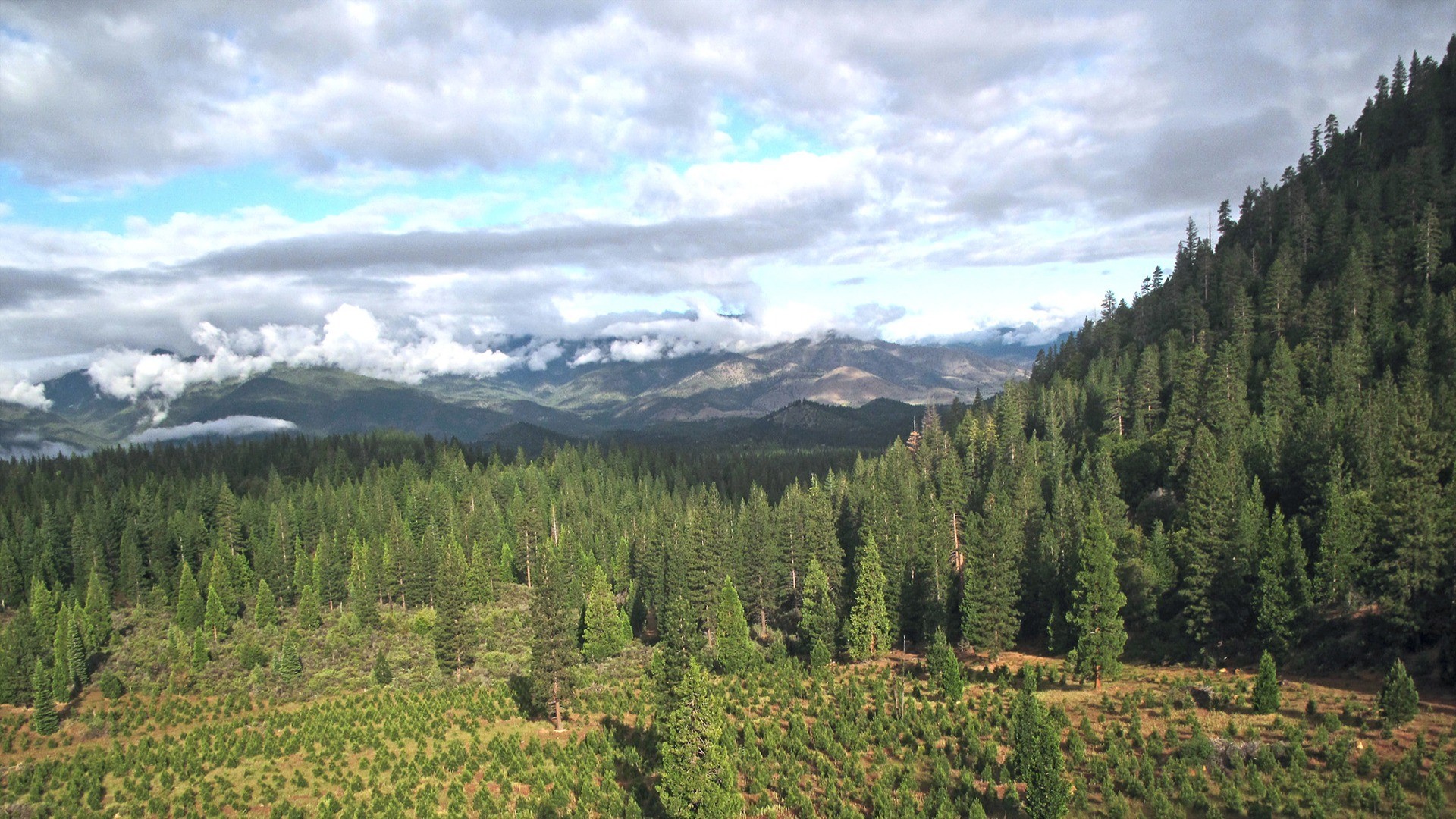 Rewilding nature