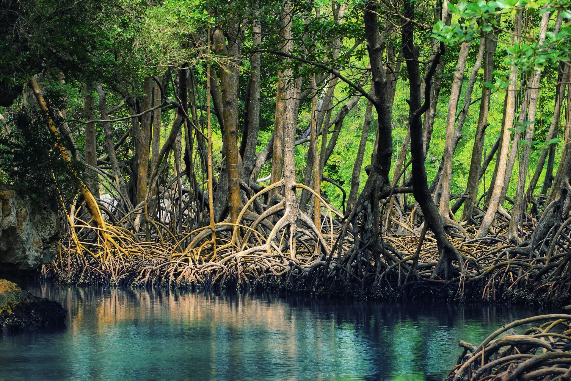 Mumbai’s mangroves are truly special
