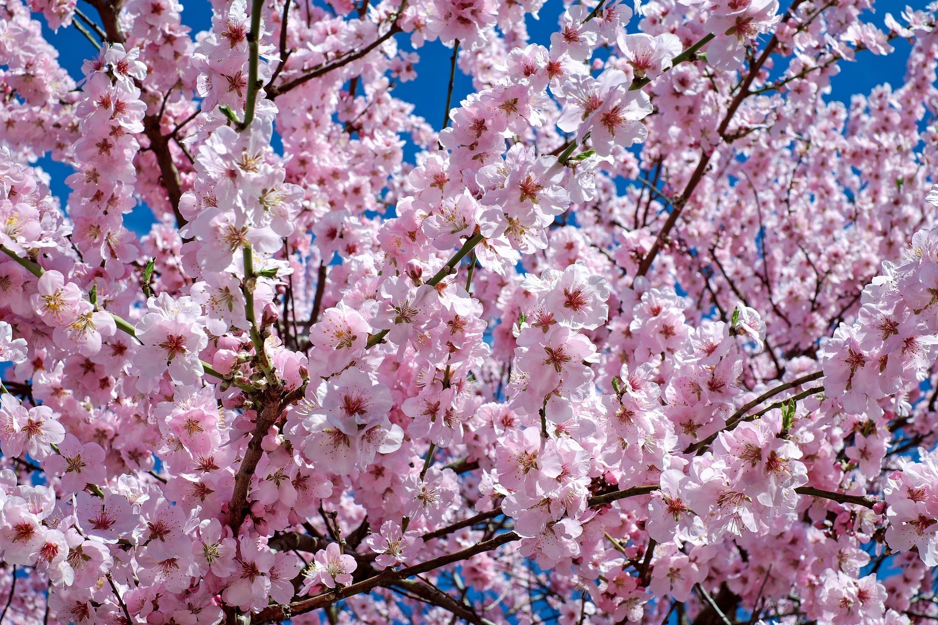It’s Cherry Blossom Time In Shillong!