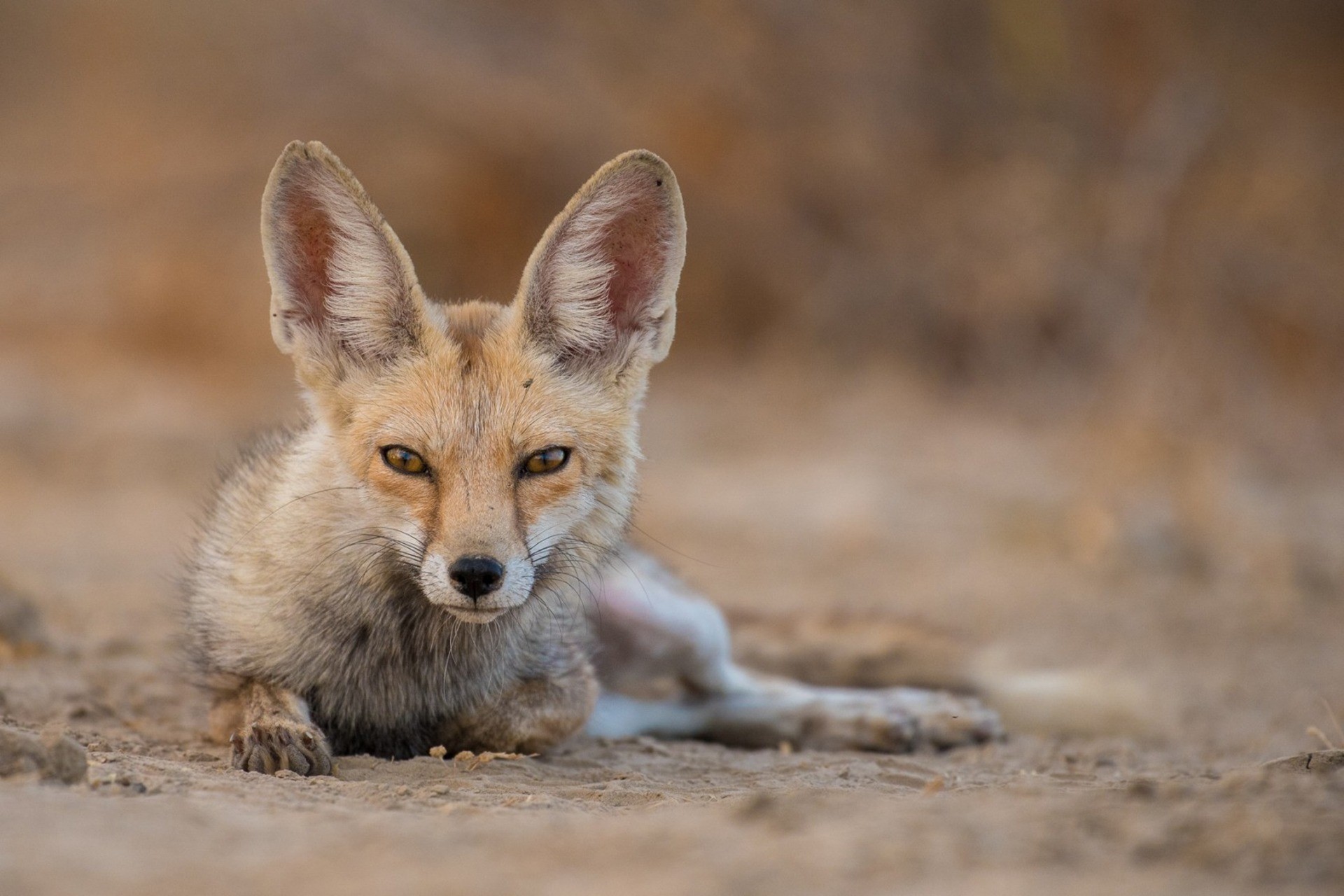 The Wild Canids - India Project