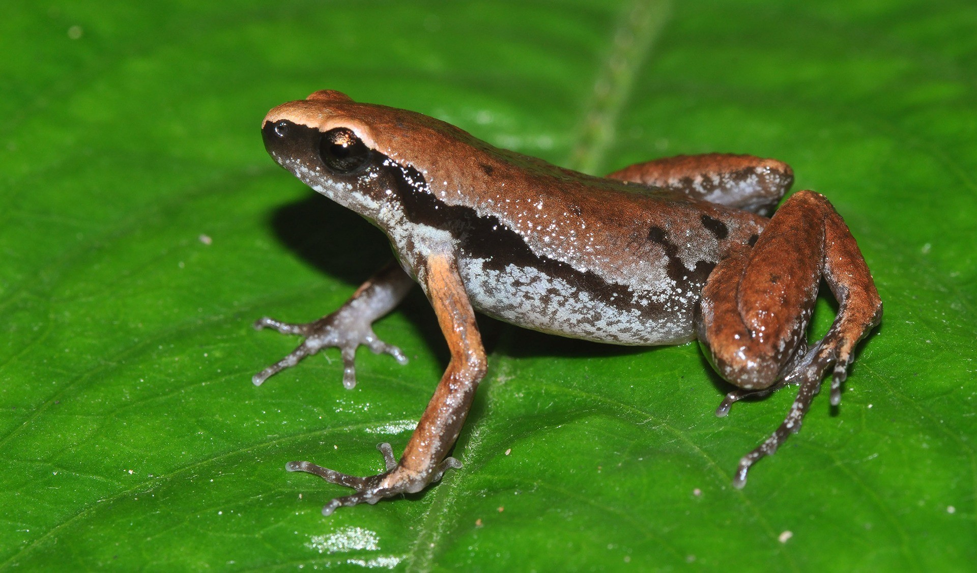 New frog species discovered near human habitation in Northeast India