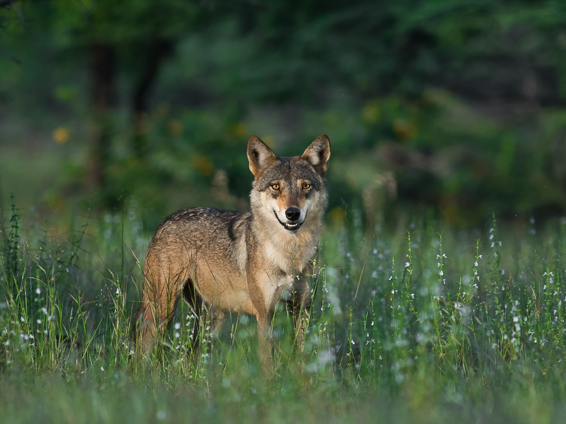 Wild Canids And Striped Hyenas Can Help Increase India's Conservation Potential