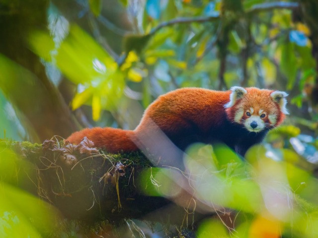 Singalila National Park