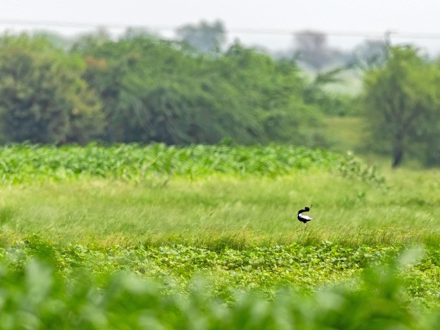 Shokaliya