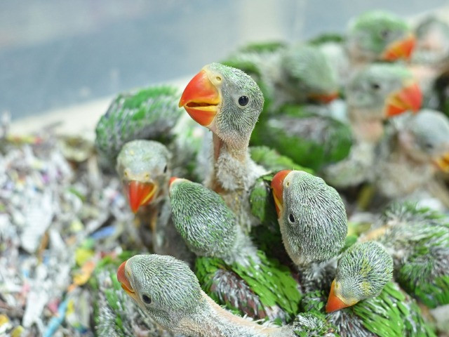 Parakeets Are Not Pets!