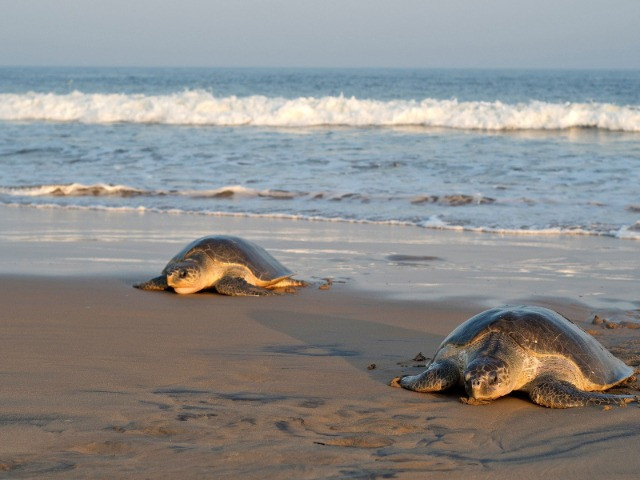 The Vulnerable Birth Of Olive Ridley Sea Turtles