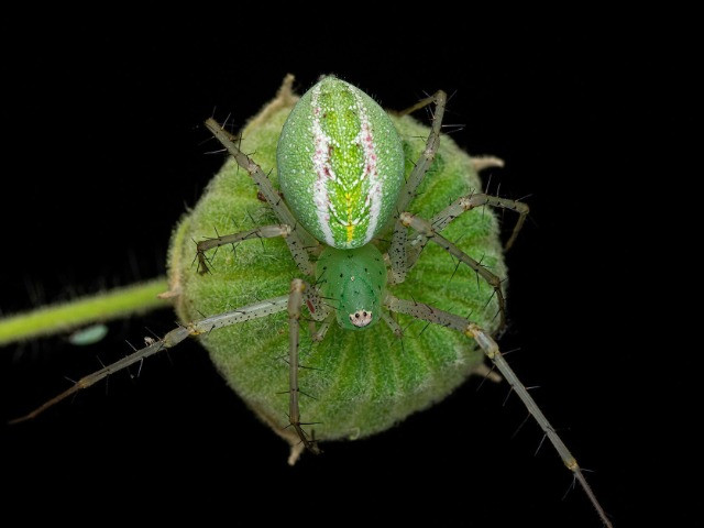 The World Of A Green Lynx Spider