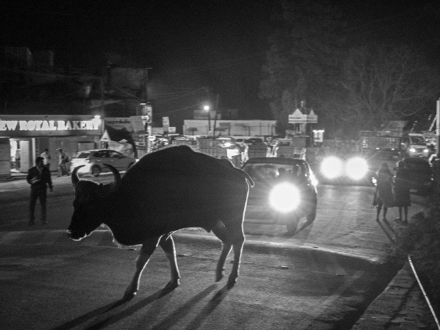 Sharing Space With Gaurs