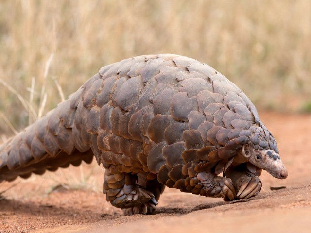 Pangolin Scales Officially Banned From Chinese Medicine