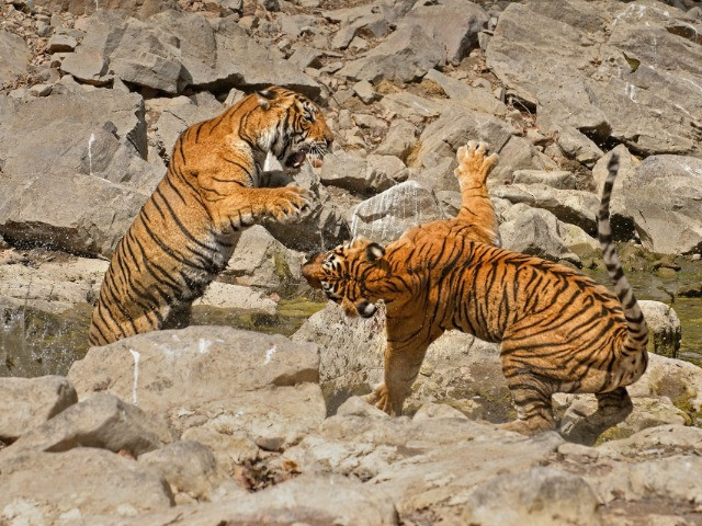 When Tigers Wage Water Wars