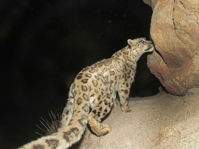 On The Prowl For The Grey Ghost