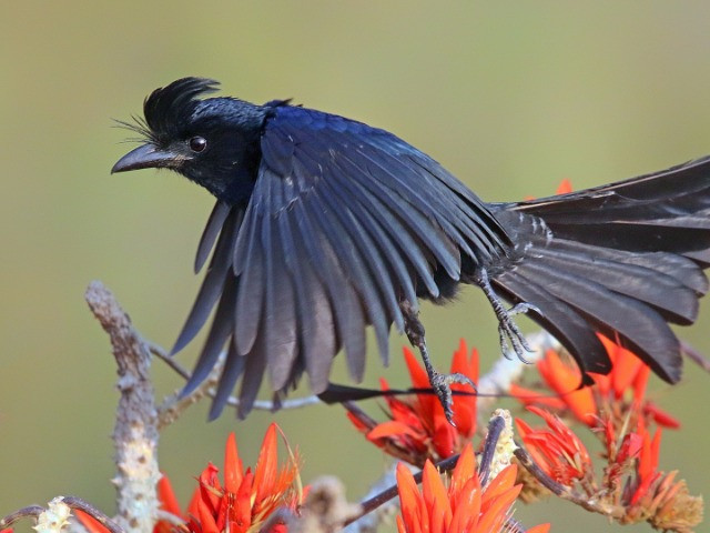 Unraveling The Mysteries Of Nature's Symphony