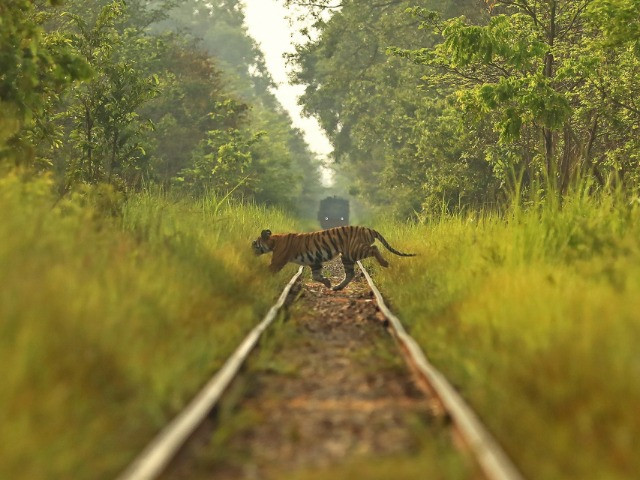 The Alarming Rise Of Wildlife Deaths On Indian Railway Lines