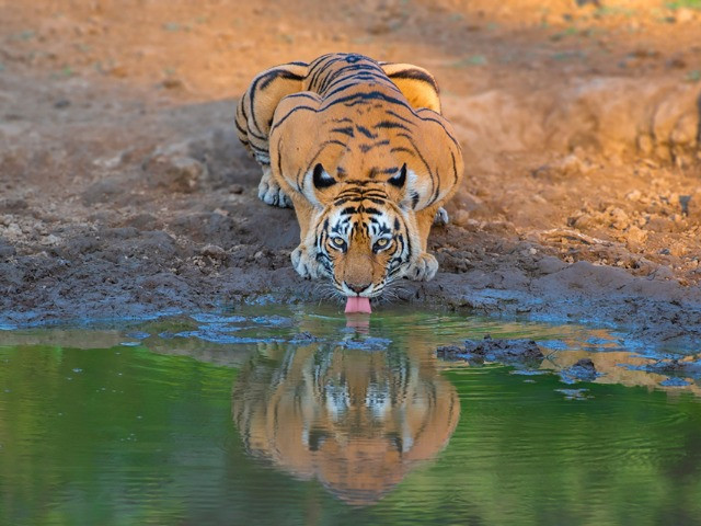 The Changing Diet Of Tigers In Sariska