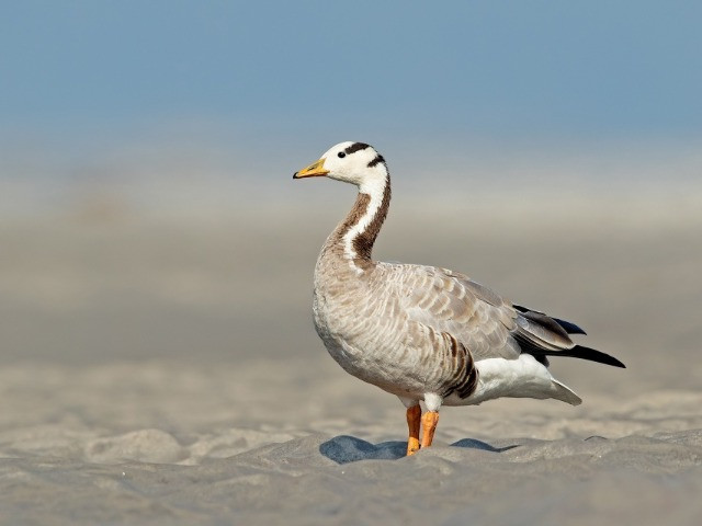Bar-Headed Goose: The High-Flying Migrator