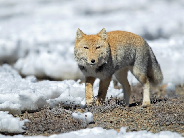 Shining A Light On The Foxes Of India
