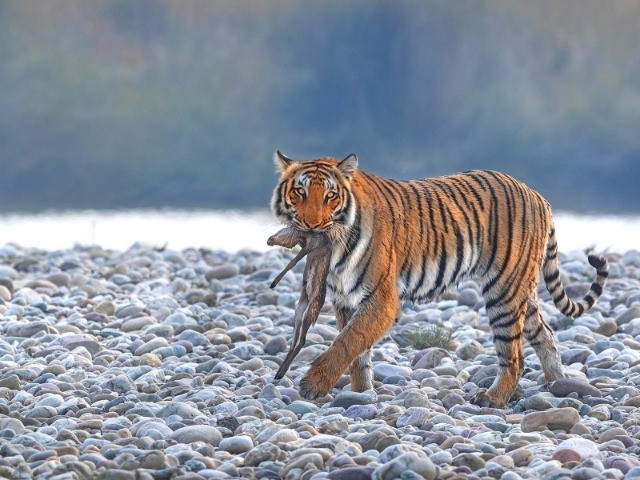 A Close-Up Of Corbett