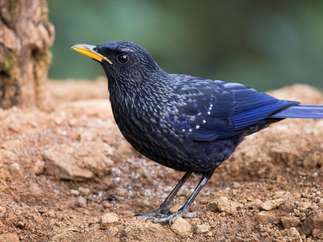 The Babbler: Issue No. 10