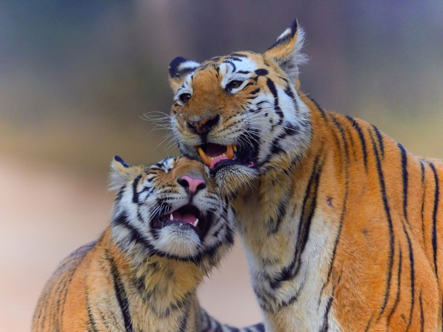 The Iconic Tigers Of India