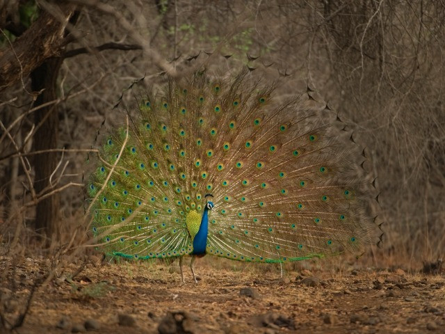 New Report Finds That 101 Indian Bird Species Require Immediate Attention
