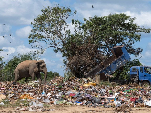 The Trash-Foraging Elephants Of Sri Lanka