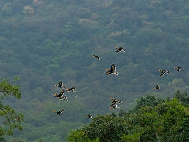 Hornbill Watch: Contribute Your Hornbill Sightings To Citizen Science