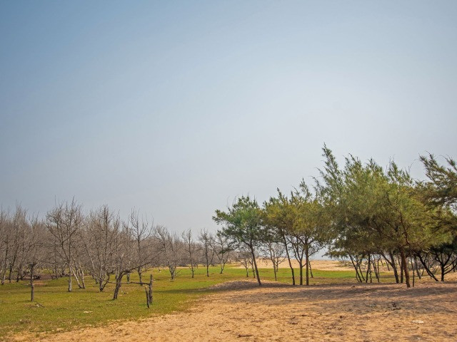 Casuarina: Cure Or Cause For Concern?