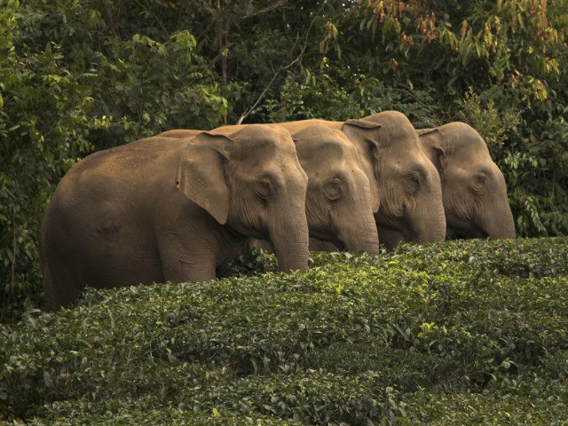 10 Things You Need To Know About Indian Elephants