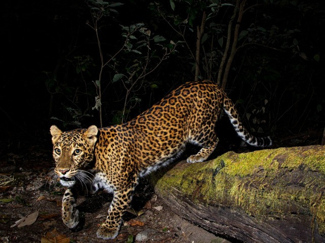 Jamoon: Corbett's Hidden Treasure