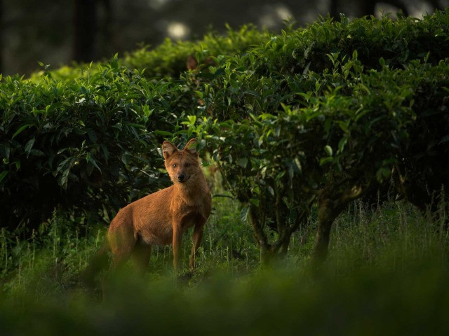 Dholes And The Tea Estates Of Valparai