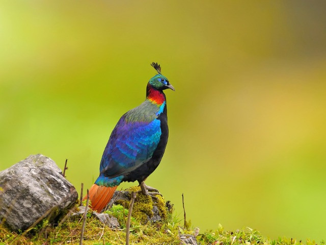 All About The Himalayan Monal