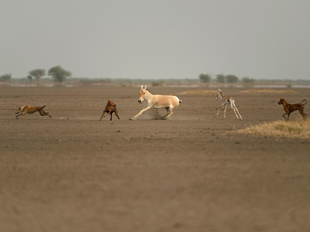 How Are Feral Dogs Endangering Indian Wildlife?