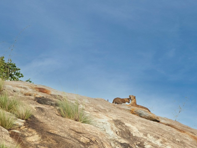 Where Leopards Are A Pedal Away