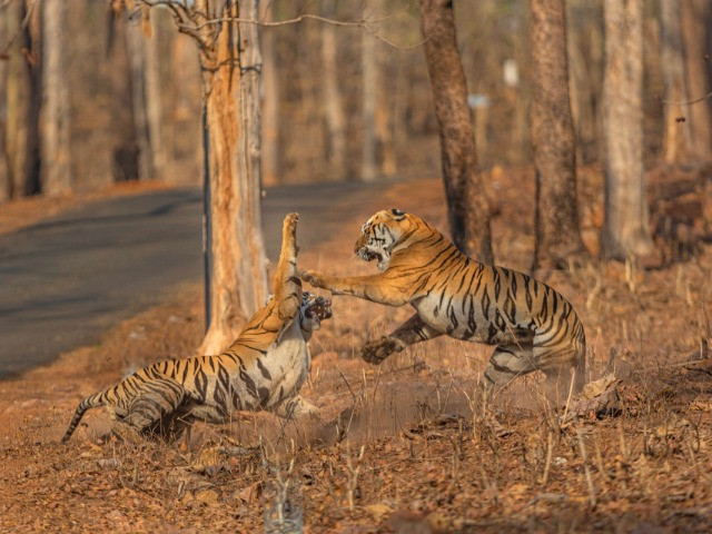 Tadoba Through My Lens