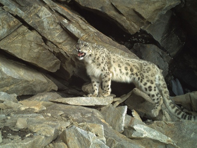 The Extraordinary Task Of Surveying Snow Leopards In Jammu & Kashmir