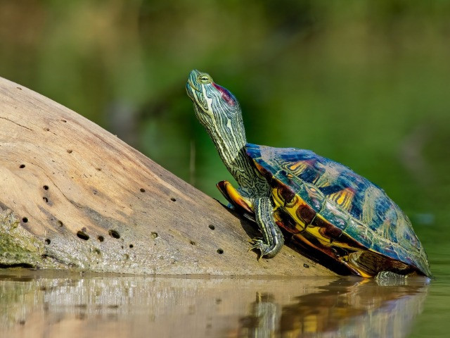 Red-eared Slider Turtles: Popular Pets That Pose A Significant Threat