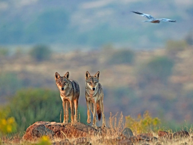 Meet The Wild Canids Of India
