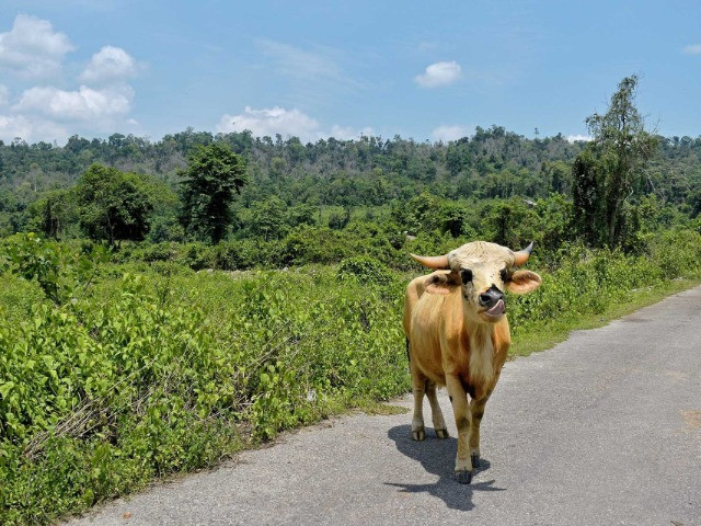 Forgotten Lessons From The Forests Of Pakke