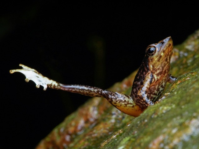 Are The Dancing Frogs Of The Western Ghats On Their Last Legs?