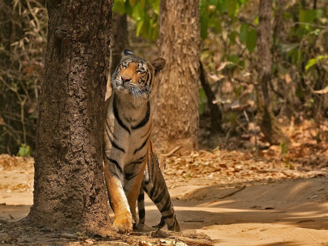 Kanha National Park
