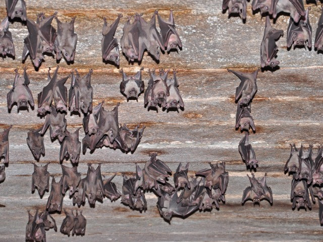 Bats: The Fall From Grace