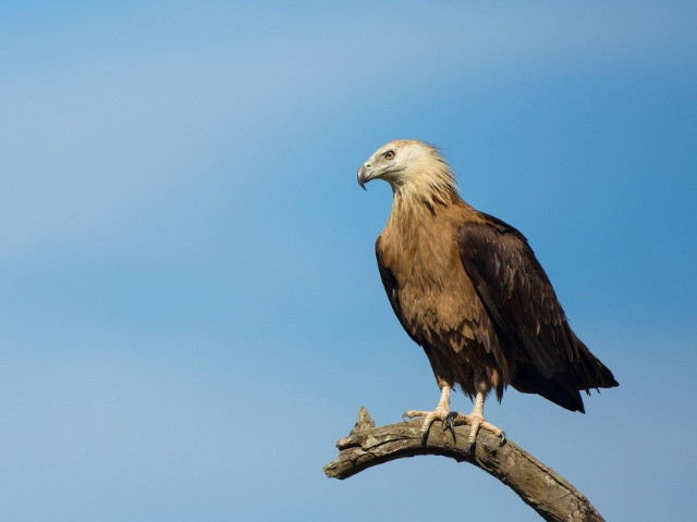 Of Perilous Flights And Fragmented Habitats