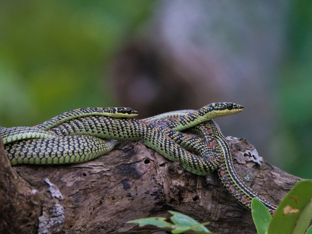 The Curious Mating Ritual Of Ornate Flying Snakes