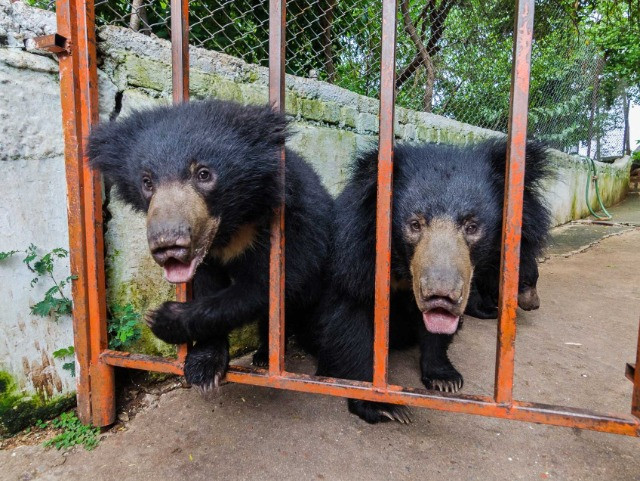 A Rendezvous With The Chandi Mata Temple Bears