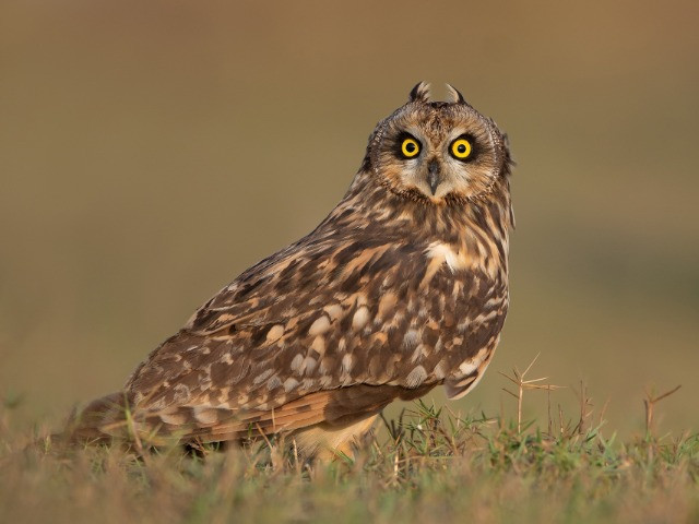 The Owls Of India