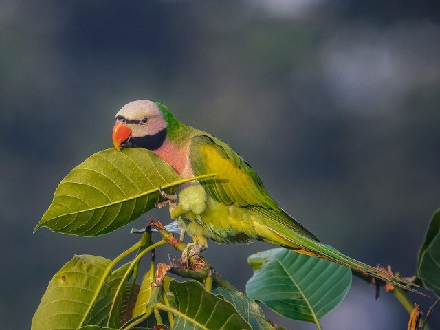 The Parakeets Of India