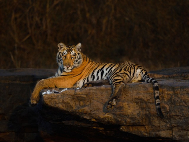 Snapshots From Panna National Park