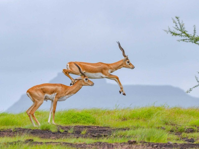 Antelopes Of India